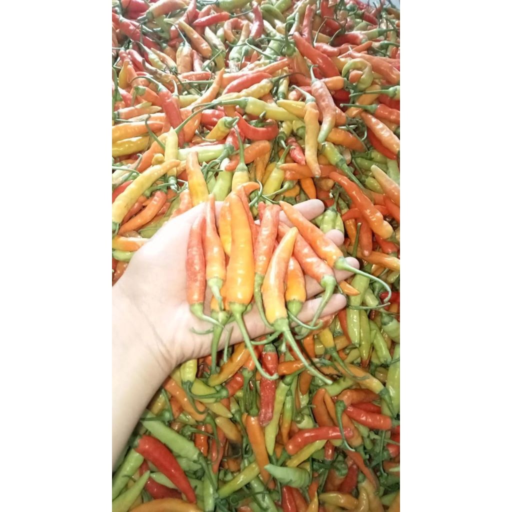 

CABE RAWIT MERAH SUPER SEGAR 500gr/1kg
