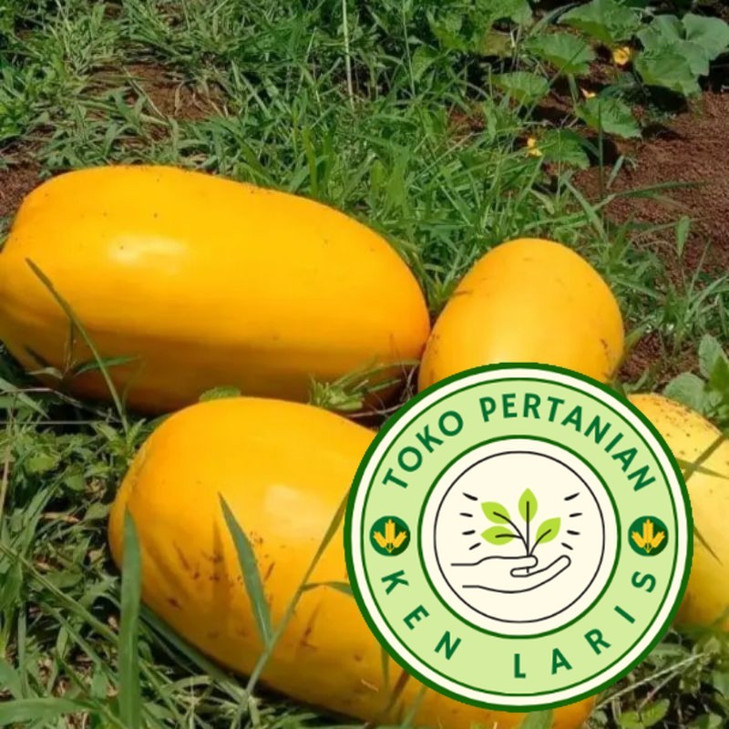 READY BIBIT TIMUN SURI JUMBO  100 BENIH