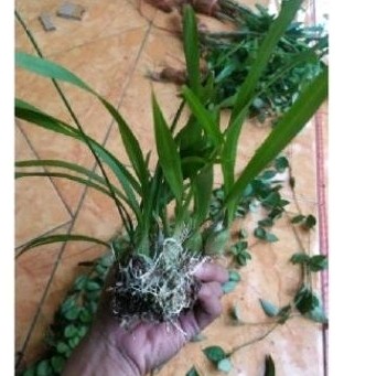 Redy Tanaman hias bulbo mini 3 pcs' anrek eria