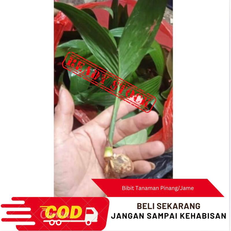 

Suryaman_Jaya Bibit Tanaman Pohon pinang/Bibit Pohon Jame