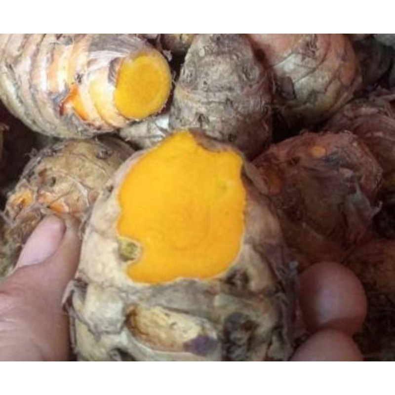 

Bersih dan Segar Temulawak Fresh 1Kg