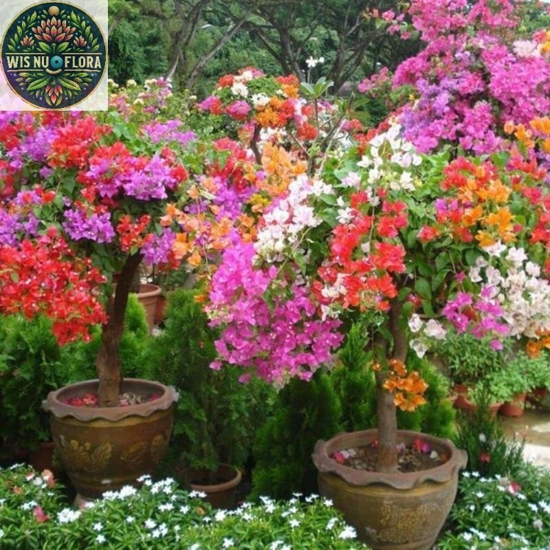 bibit tanaman bugenvil | tanaman hias bunga langka Bugenvile/BUGENVIL BUNGA KERTAS/BUGENVIL IMPORT/B