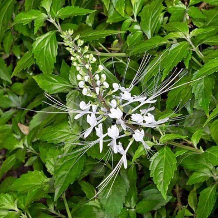 

Daun Kumis Kucing Segar Organik 250gram lembar Obat Herbal (STP)