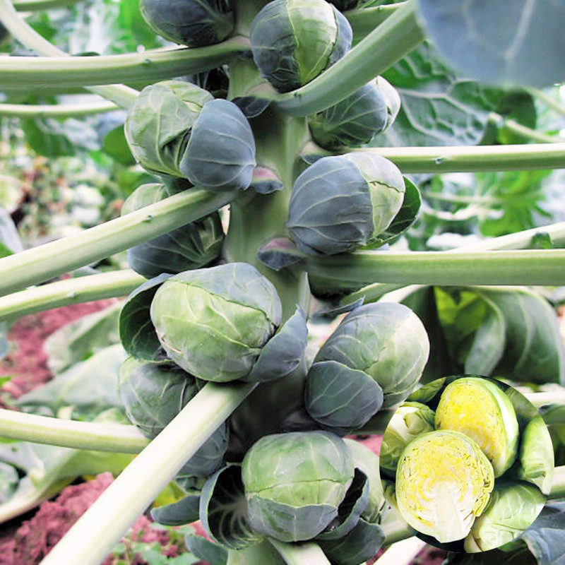 Liceriashop17 3Pcs Benih Bibit Sayur Brussel Sprout / Kubis Mini Hijau/Ungu / Benih Brussel Seeds