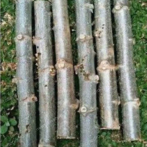 bibit stek singkong karet/bibit tanaman singkong karet