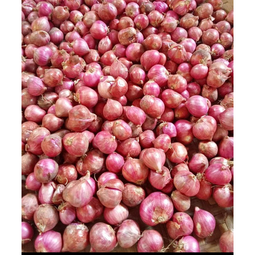 

Bawang Merah isi 250 gr