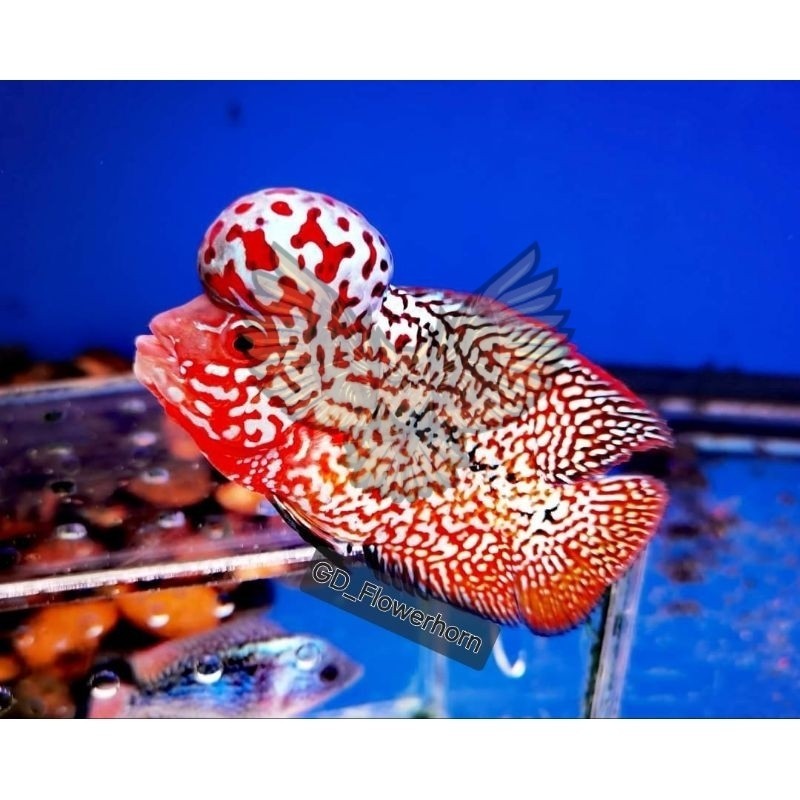 ornamental Burayak Louhan Kamfa F2Vip Thailand