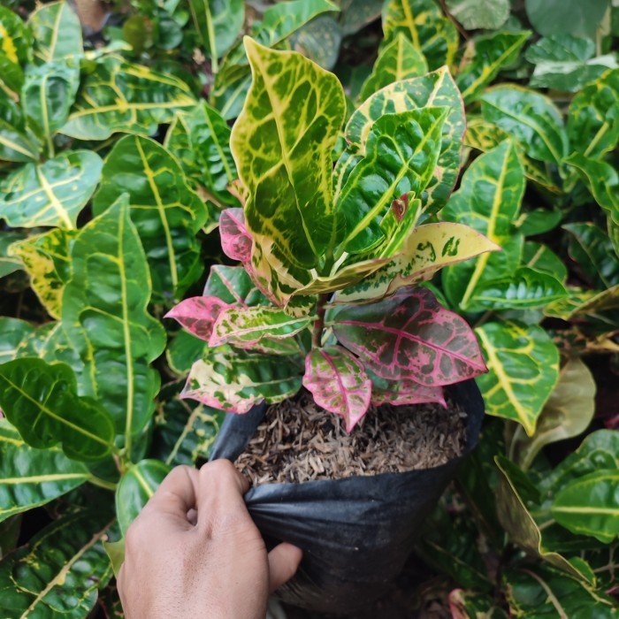 bibit tanaman puring kura/pohon puring kura kura