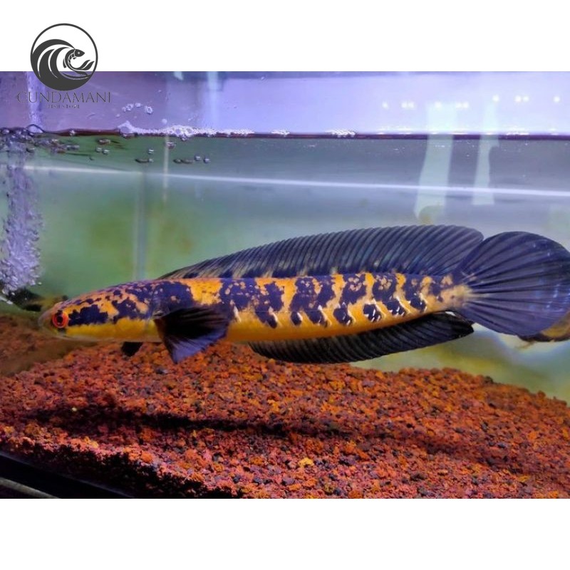Ornamen Channa Maru Yellow Sentarum 23cm GRADE A Bahan Kontes Free stiker perlengkapan kolam