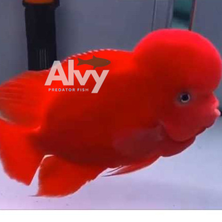 hiyasan aquarium Burayak Louhan Super Red Monkey Import Thailand berkualitas