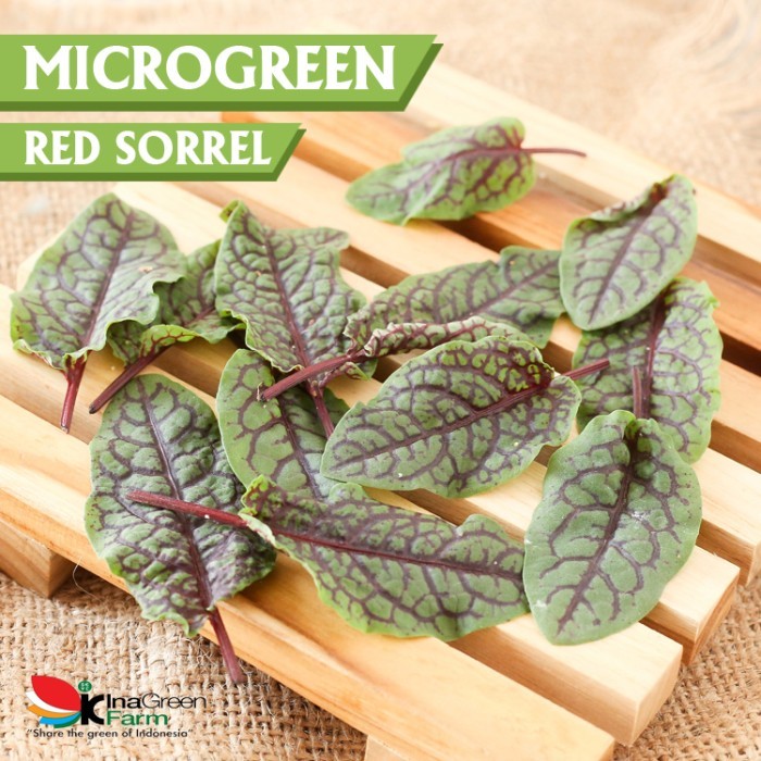 

Red Sorrel Organik Inagreen