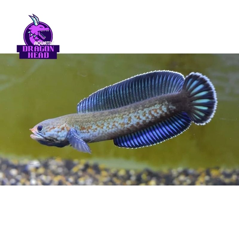 big promo Andrao 5 6 7 8cm Gondrong Sadis For kontes (Super PREMIUM QUALITY) hiyasan aquarium