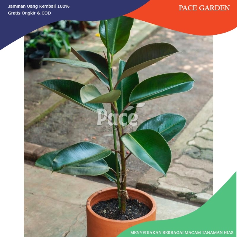 PROMO Tanaman Karet kebo | Rubber plant ficus elastica