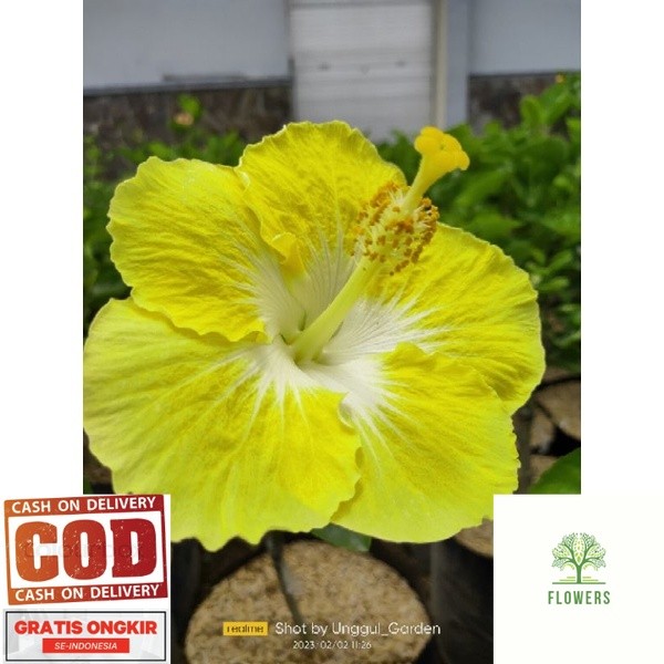 Tanaman Hibiscus Bunga Sepatu Import (COD)