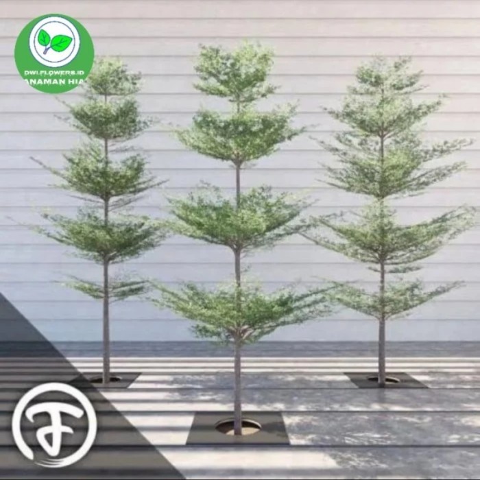 POHON KETAPANG KENCANA 2 METER TANAMAN KETAPANG KENCANA