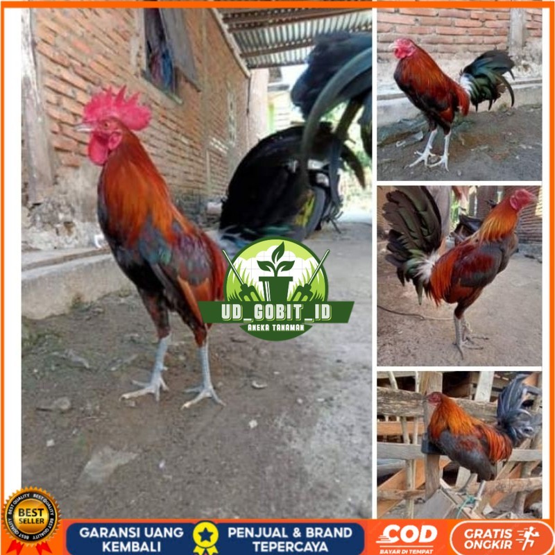 

Telur Ayam Fhilipin Hanya Untuk Ditetaskan UD_GOBIT_ID
