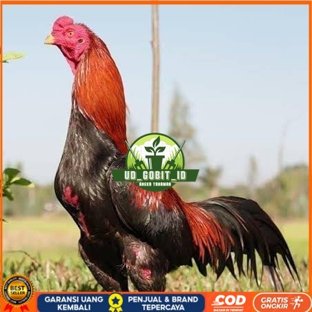 

Telur ayam bangkok super petarung aduan fertil siap ditetaskan UD_GOBIT_ID