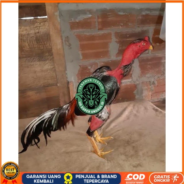 

TELUR AYAM SAIGON TANGGUH UNTUK DI TETASKAN UD_SUPER_UNGGUL_ID