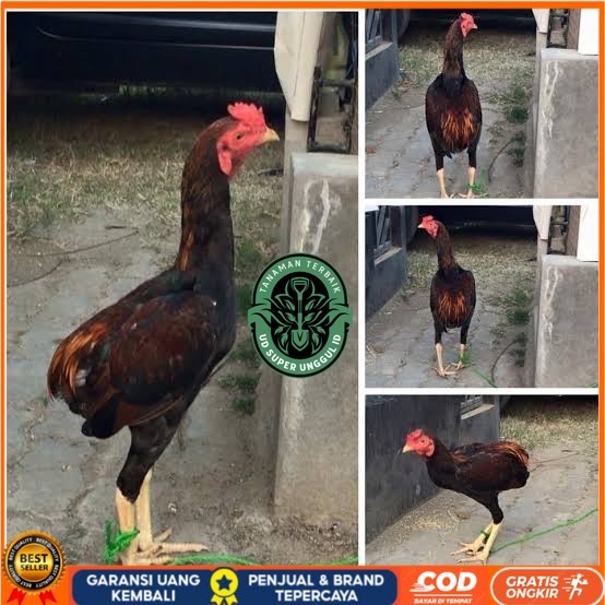 

Telur ayam tukung / telur ayam hias / telur fertil untuk ditetaskan UD_SUPER_UNGGUL_ID