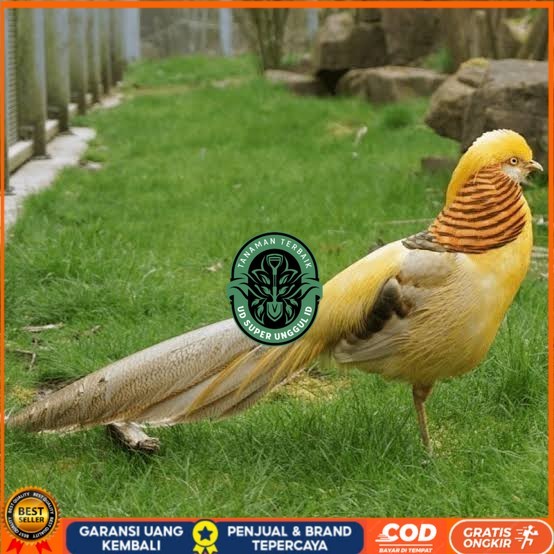 

Telur ayam hias ringneck yellow pheasant fertil asli UD_SUPER_UNGGUL_ID