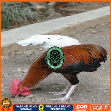 

Telur ayam tukung / telur ayam hias / telur fertil siap ditetaskan UD_SUPER_UNGGUL_ID