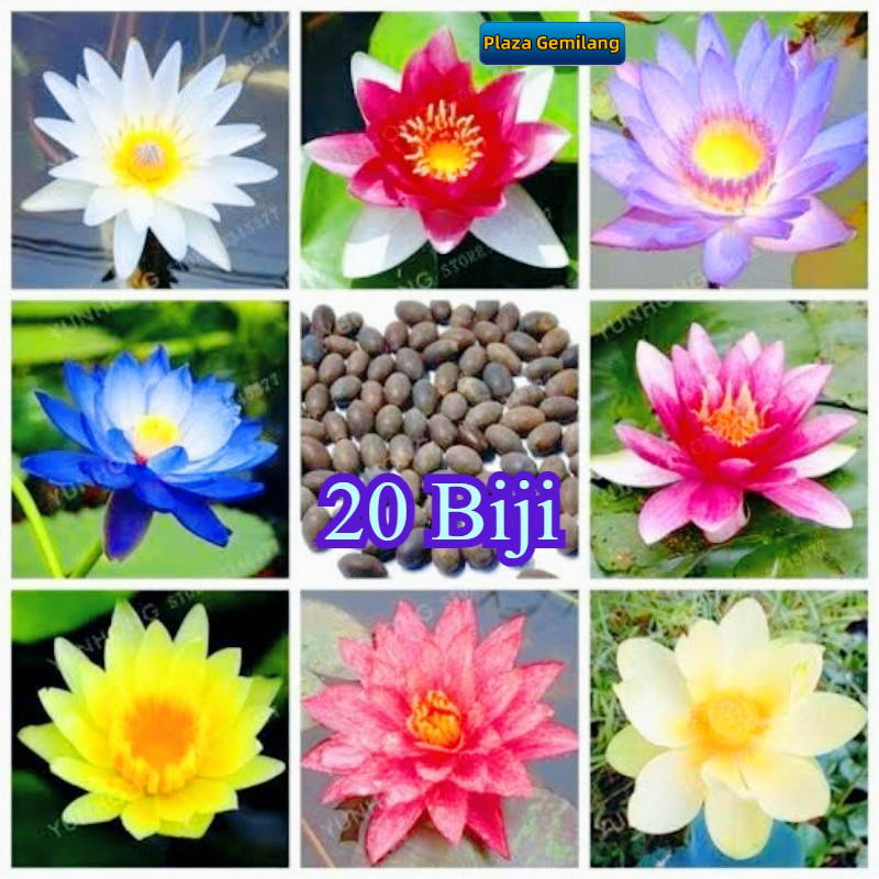 Biji Teratai Lotus Mix Warna 20 Biji - Benih Bunga Air Eksklusif Untuk Kolam & Taman/Benih Bibit Bij