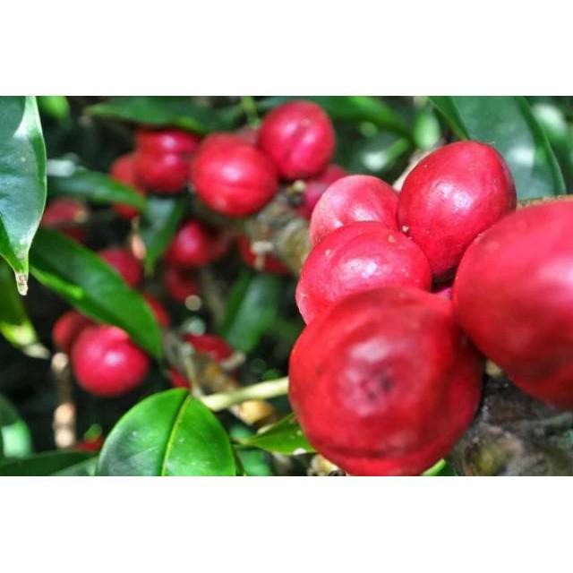 

READY STOKK Buah Mahkota Dewa Segar 500Gram