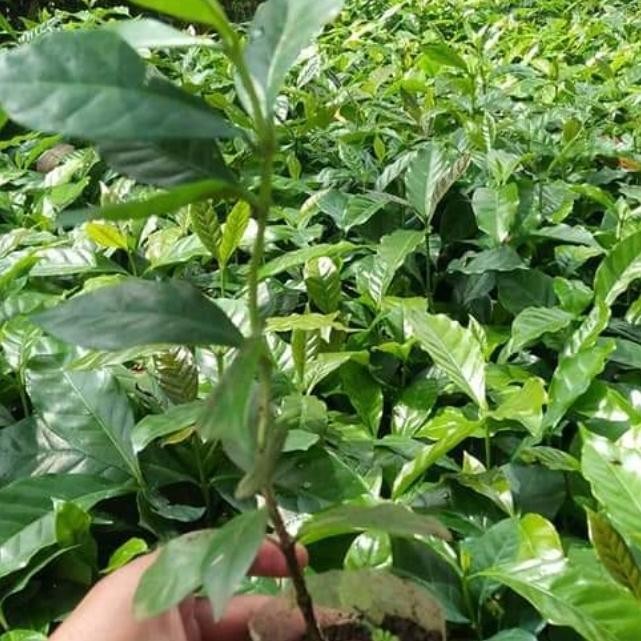 

tanaman kopi arabika