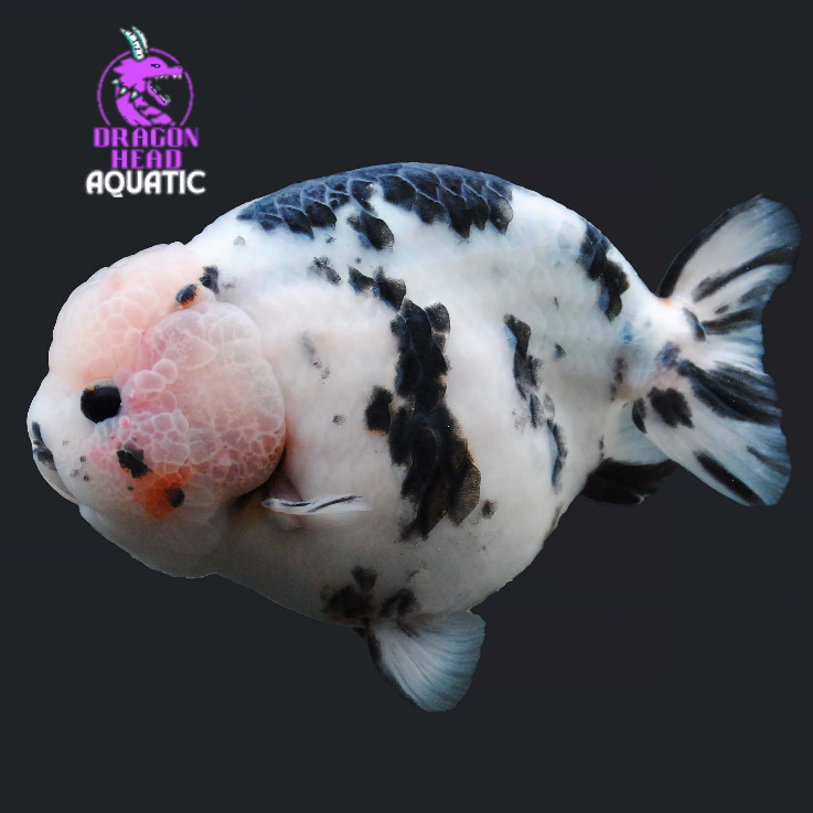 Jual Mini Cow / Ranchu Sapi 4-6 cm / Sapi Air / Ranchu Sapi Calico Grade AAA