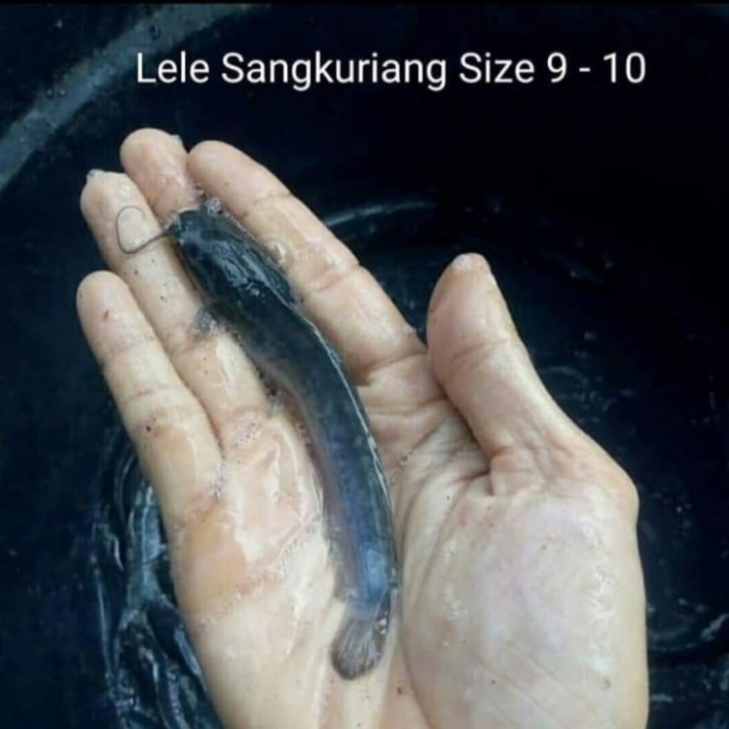 hobi Paket Bibit Lele Sangkuriang Size 9-10 Cm ( isi 100 ekor )