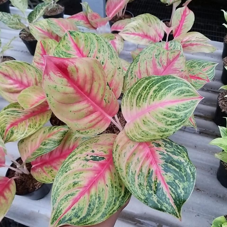 Tanaman hias Aglonema Andini - Aglonema Andini