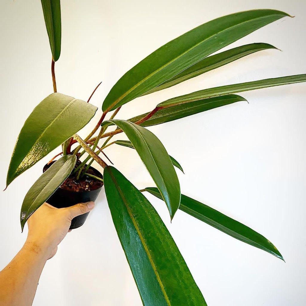 Tanaman hias philodendron Callosum - Philodendron Golok - Philodendron