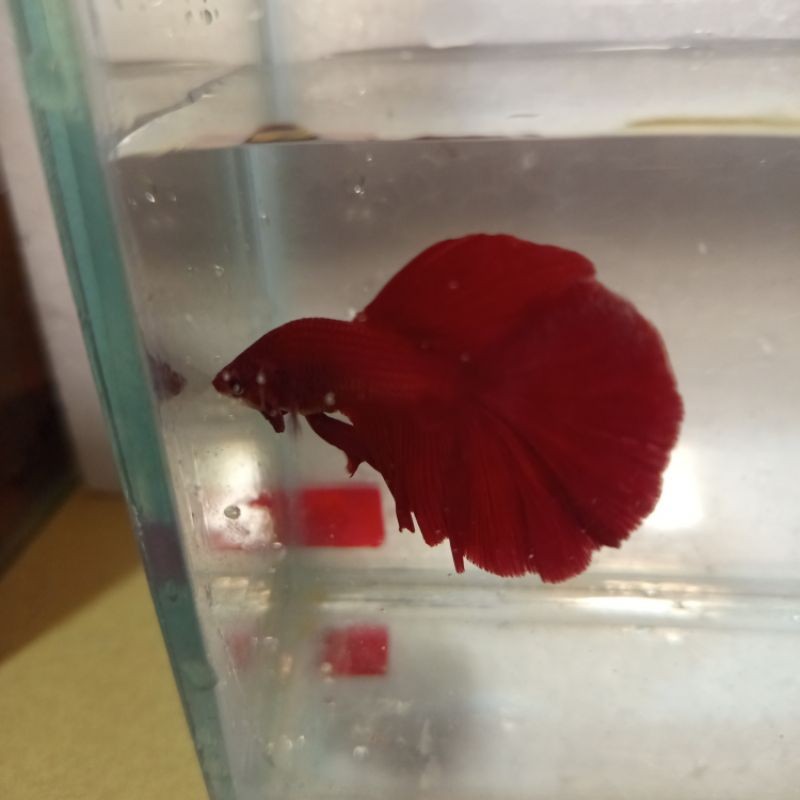 Hobi  cupang Halfmoon Super Red