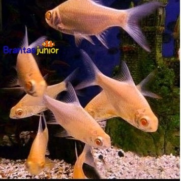 Kafiat Albino Size 6-7 Cm PAKET ISI 3 Ekor