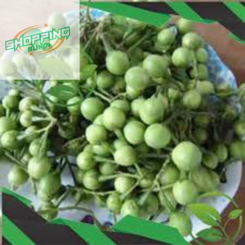 

BUAH POKAK/TAKOKAK 600 GRAM SEGAR FRESH Di PETIK LANGSUNG