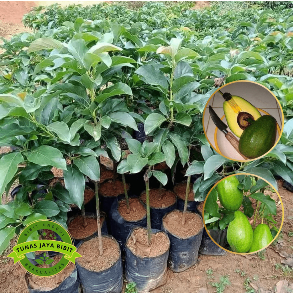 Bibit Tanaman Buah Alpukat Mentega Aligator Hasil Okulasi Super Genjah Unggul Tabulampot Cepat Berbu