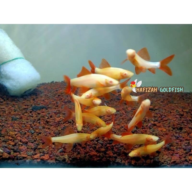 REDFIN ALBINO PAKET ISI 3 ALGAE EATER MURAH BERGARANSI SE INDONESIA / PEMAKAN LUMUT / PEMBERSIH LUMU