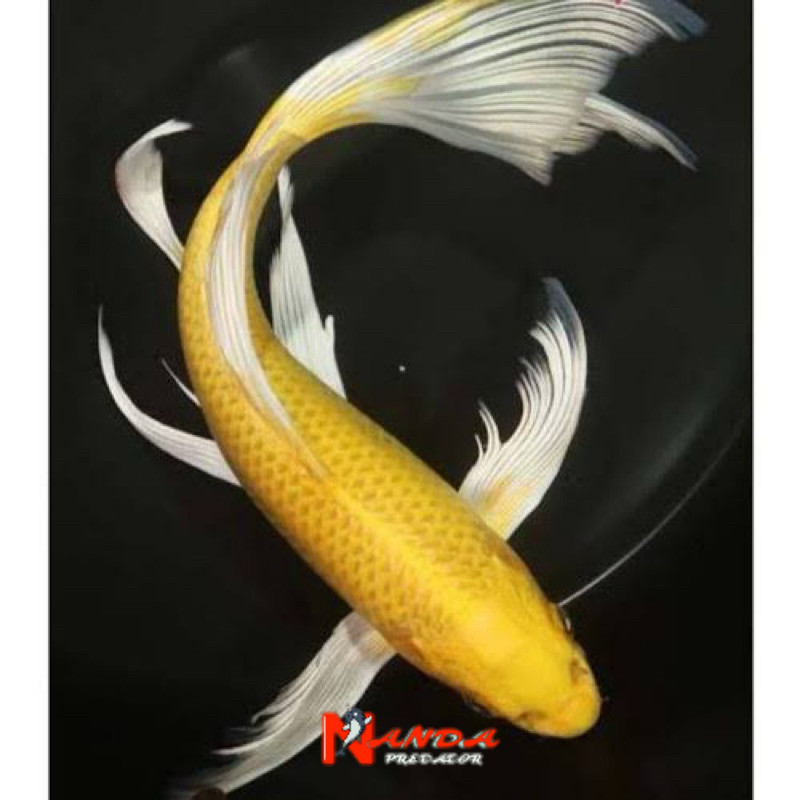 Ikan Koi Yamabuki Slayer size 28-30cm sleyer