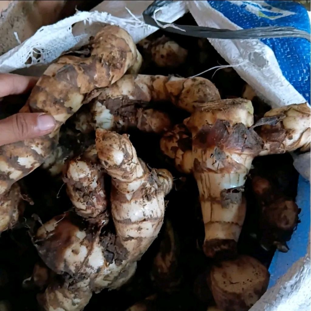 

Jangklong/Ganyong ketan lereng gunung muria oleh-oleh sunan muria 1 Kg