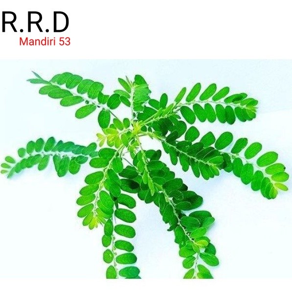 

Promo Daun meniran segar organik netto 100gram siap petik