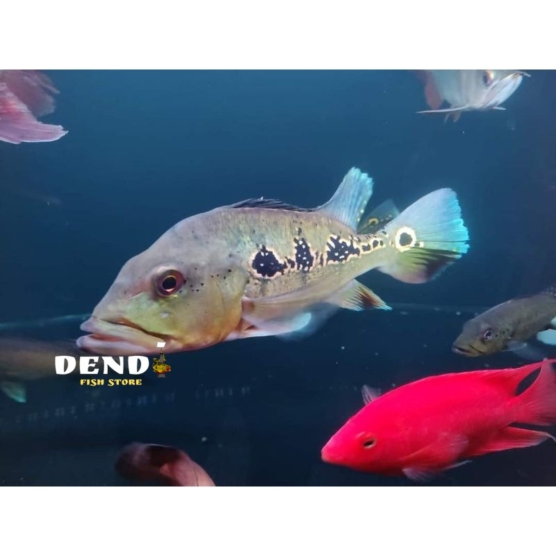 PBASS ORINOCO size 9-16 CM PIBAS