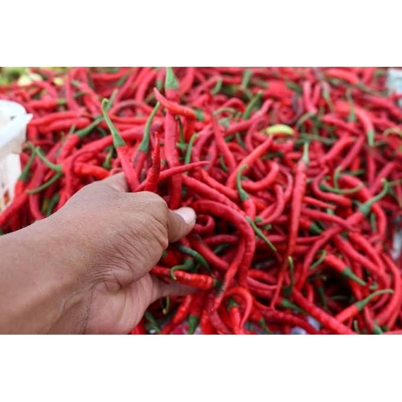 

Paket cabe merah kriting langsung dari petani termurah