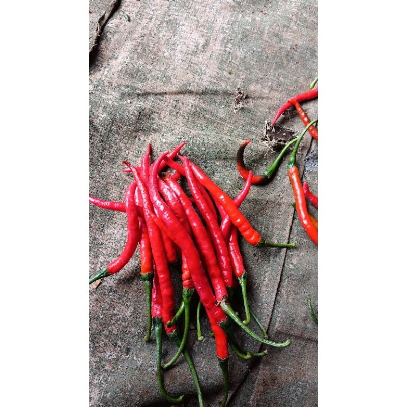 

Paket cabai keriting merah
