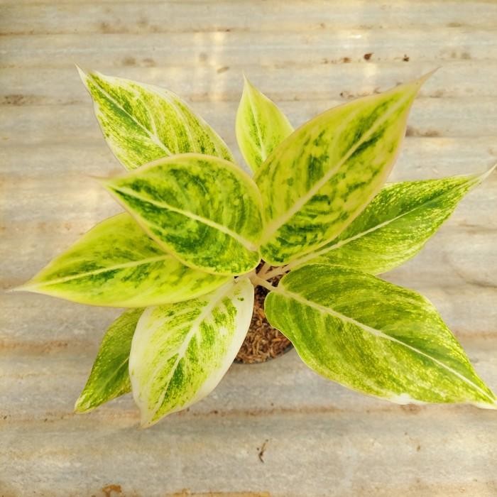 Aglonema White Lipstik Emerald Dragon Limited Edition - Aglo - MURAH