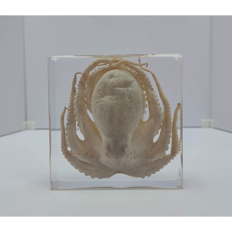 

Epoxy Resin Amber Marine Specimens: Real Starfish, Conch, Crab, Fish & Shrimp – Science Education Tools & Aquatic Decor Crafts