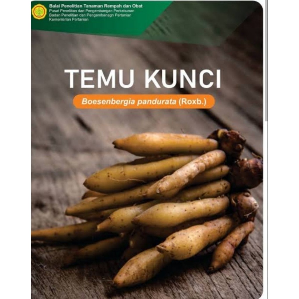 

temu kunci segar fresh 1 kg J.Y.A Jy J