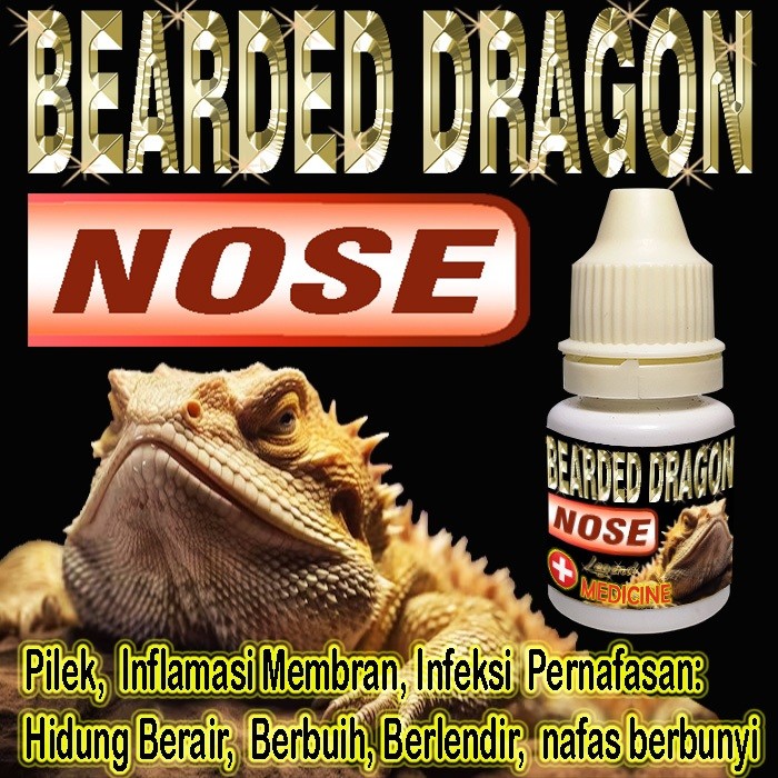 BEARDED DRAGON NOSE OBAT BD  KADAL PILEK NAFAS BERBUNYI HIDUNG REPTILE BERAIR BERLENDIR BERBUIH INFL