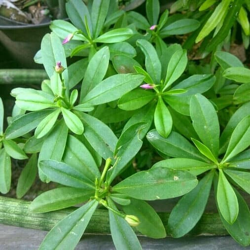 

terlaris daun ginseng/gingseng segar