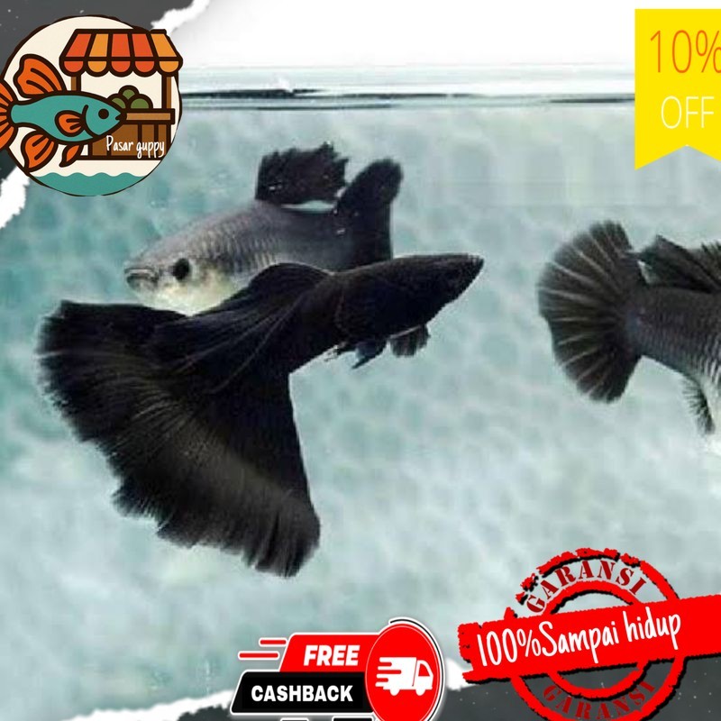 Hiasan aquarium IKN hiasan aquarium ikan hias Guppy black Moscow sepasang beli5bonus1