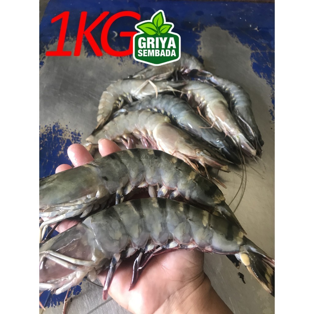 

Udang Pancet Besar Segar Patah Tulang 15-20 KM Griya Sembada